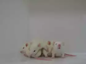 A adopter rats albinos sevrés