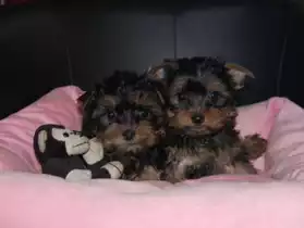 Chiot d'apparence Yorkshire Terrier