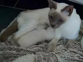 2 chatons Thaïs sont nés et disponible