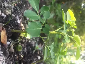 Plants de Moringa