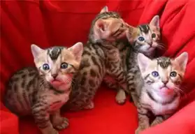 disponibles quartre chatons bengal