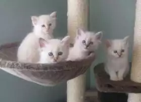 Cherche famille d'accueil pour 4 chatons