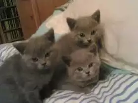 Nous donnons 3 Chatons chartreux loof