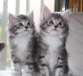 chatons type maine coon femelles