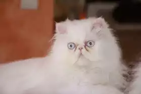 chaton persan blanc aux yeux bleus
