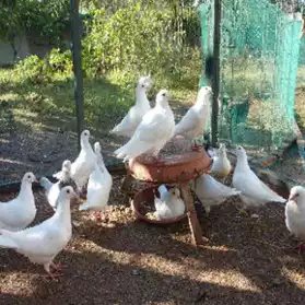 Pigeons de Chair Hubbell