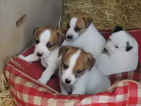 Chiots Type Jack Russell Pour Noel