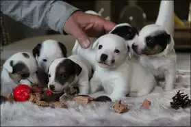 Chiotes jack russell terrier très adorab