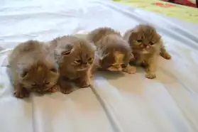 chatons persans
