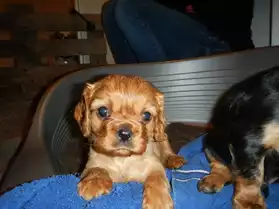 vends chiot cavalier King Charles