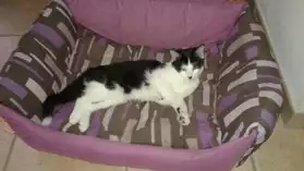 chaton à adopter