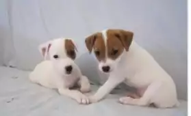 CHIOTS JACK RUSSELL NON LOF