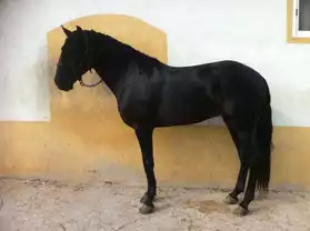 Cheval lusitanien noir 4 ans magnifique
