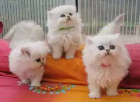 magnifique chatons persan