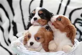 superbes chiots cavalier king charles in