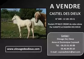 cheval CASTIEL DES DIEUX PP RACE CREME d