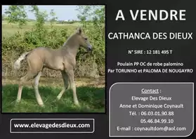 cheval, Cathanca des Dieux PP OC palomin