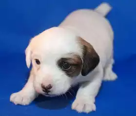 Chiots jack russels
