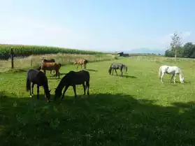 pension pré cheval/grd poney
