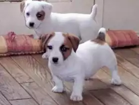 Magnifiques chiots Jack Russell Terrier