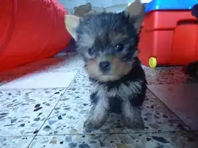chiots yorkshire terrier