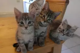 Cinq chatons à donner cause déménagement