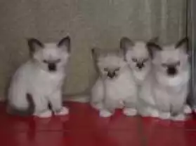 Magnifiques chatons sacré de birmanie