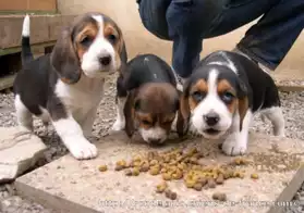 Superbes chiots Beagle
