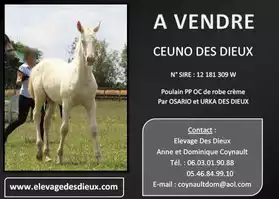 cheval Céuno des Dieux PP OC de robe crè