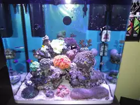 bouture de coraux