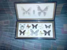 planches de papillons.