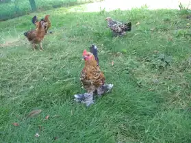 poules et coq d'ornement