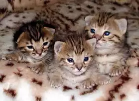 5 jolis chatons bengal à réserver