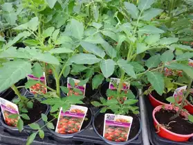 63 variétés de plants de tomates