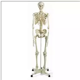 Vend Squelette Anatomique