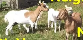 Chèvres naines pleines