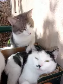 Donne deux jeunes chats