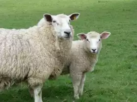 Vend agneaux et bovins de qualite