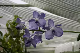 Orchidées hybrides et botaniques