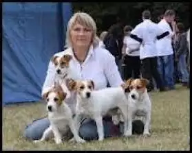 4 chiots type jack russel