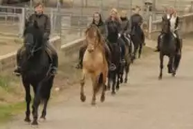 60 chevaux Pure Race Espagnole montés à la vente