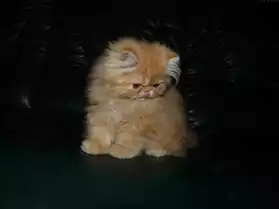 Adorable chaton femelle persan 3mois