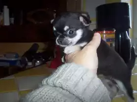 Magnifiques chiots Chihuahua