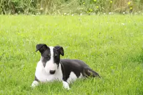 Bull terrier pour adoption male et feme