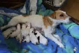 Chiots jack russell terrier non lof