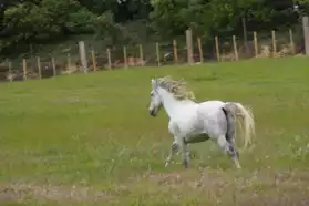 cheval portuguais blanc