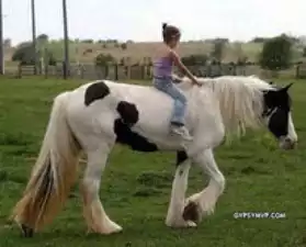Gypsy Vanner Horse pour vente/Adoption
