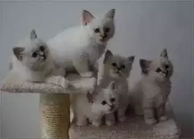 Magnifiques chatons sacres de birmanie l
