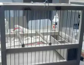 cage pour oiseaux de chant