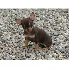 Chiots chihuahua pure race